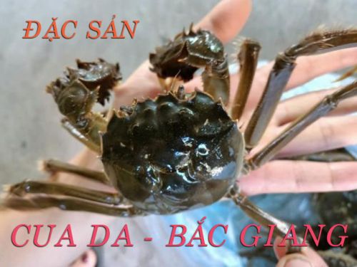 Cua Da Bắc Giang có những đặc điểm gì nổi bật!