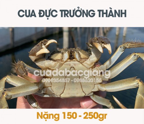 Cua Da - món ngon nức tiếng tại Bắc Giang